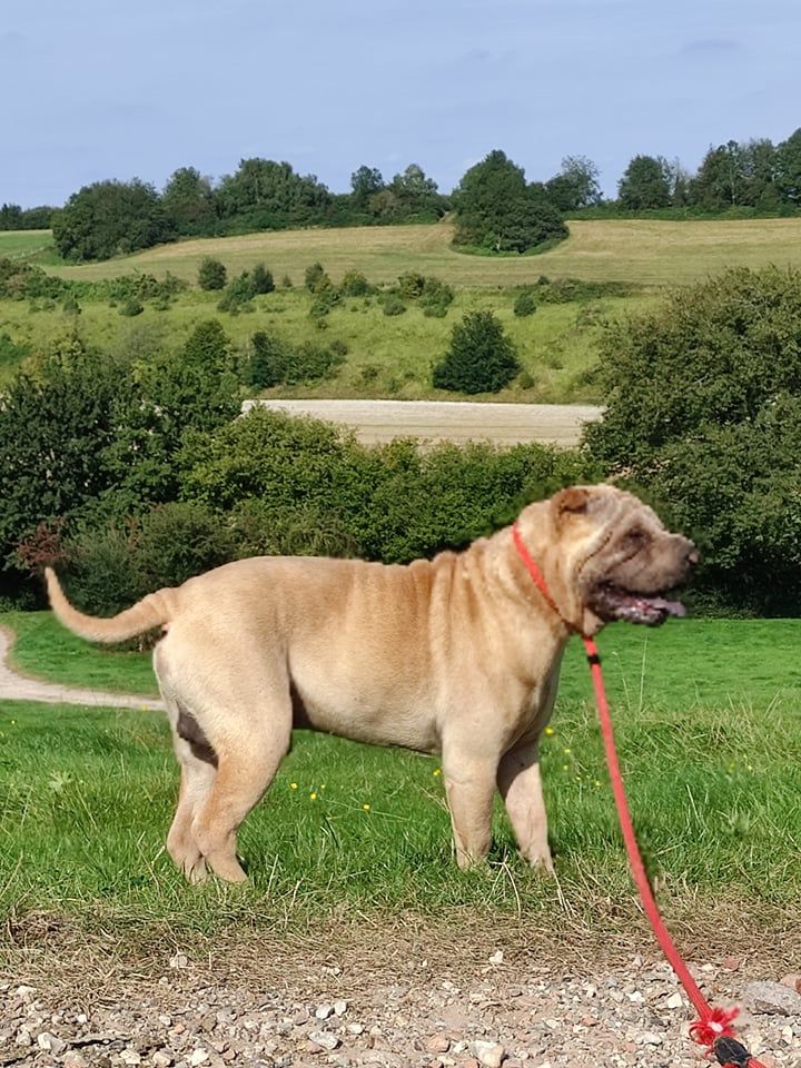 Orasio du domaine de la giraudiere