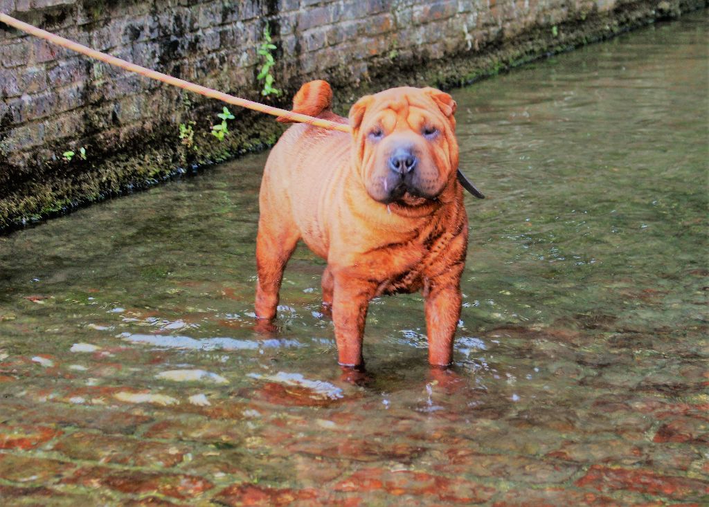 Naoka Des Rives De Firenza