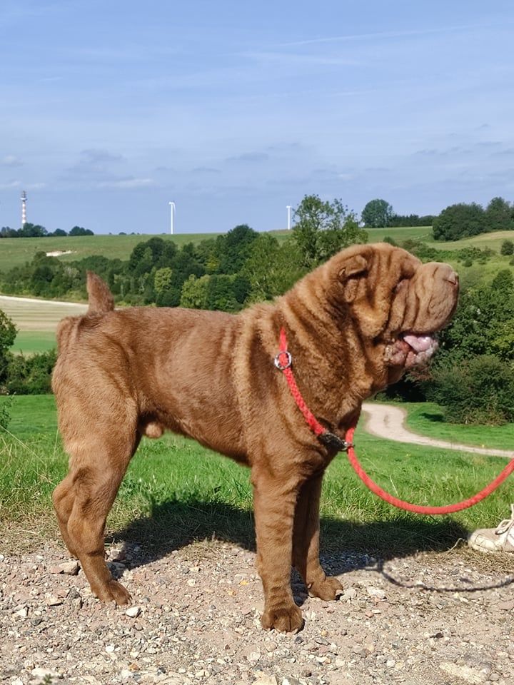 Oupy du domaine de la giraudiere