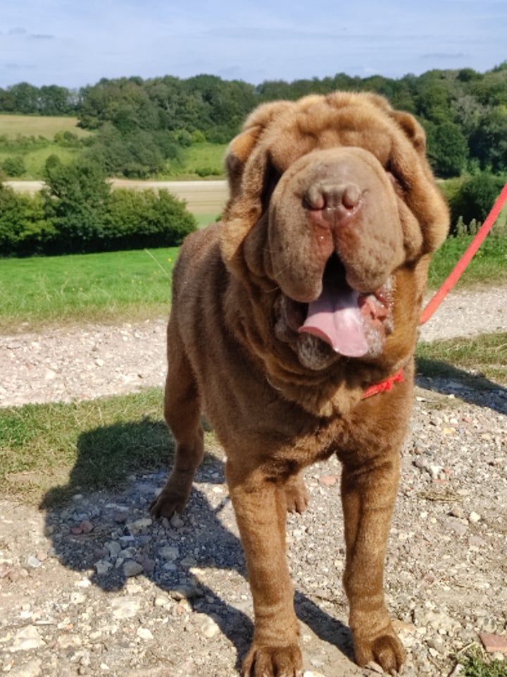 Oupy du domaine de la giraudiere