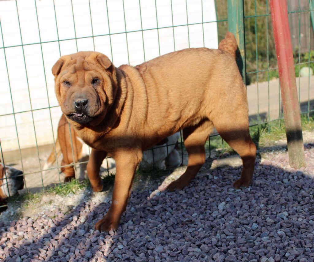 Pepita De L'écrin Du Paradis D'eawy